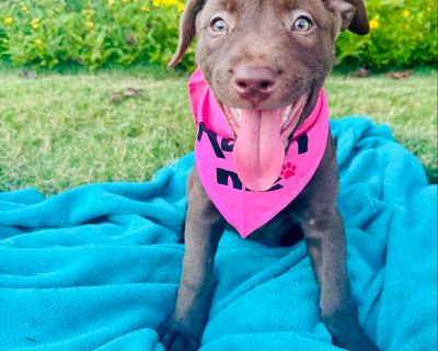 Meadow - Labrador Retriever Mix Female Puppy for Adoption