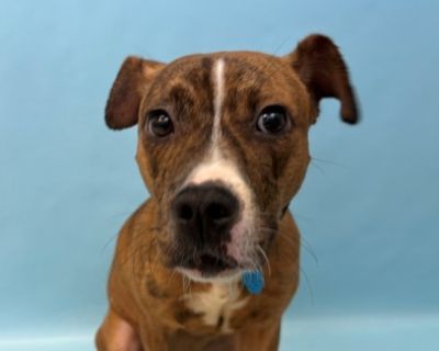 Spice - Retriever & Boxer Mix Female Dog for Adoption