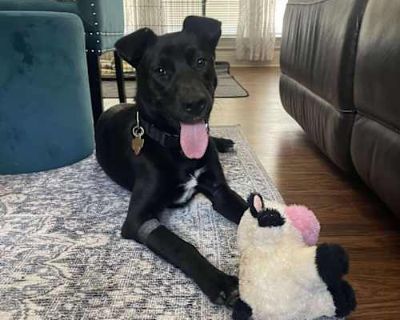 Mia - Terrier (Unknown Type, Medium) Female Dog for Adoption