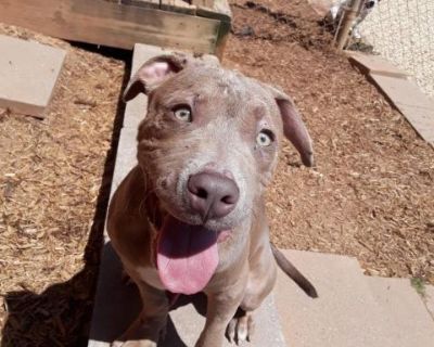 Rudy 10231 - Labrador Retriever & Pit Bull Terrier Mix Male Dog for Adoption