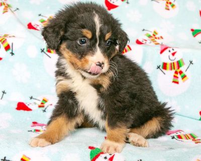 Bernedoodles are a double dose of fun: This cross between a Bernese Mountain Dog and a Poodle is known for their fun-loving and outgoing personality. On top of being fun and fluffy, Bernedoodles have a low-shedding, low-allergen coat that has given them a reputation for being a hypoallergenic dog. Mother is a Bernedoodle, father is a poodle. All Sunday calls will be returned Monday.. Gender: Fe...