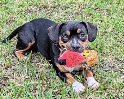 Lorna - Beagle/American Bulldog Mix Female Dog for Adoption