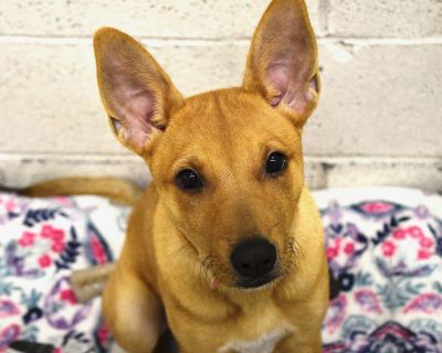 Pumpkin - Mixed Breed Female Puppy for Adoption