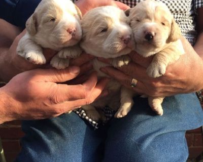 Poodle/hungarian Pumi Cross Puppies For Sale