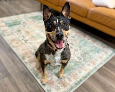 Chorizo Bandito will Steal your Heart - Cattle Dog & Pit Bull Terrier Mix Male Dog for Adoption