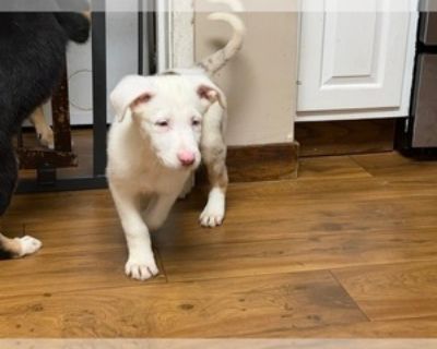 Baby * Availability Date: 10/24/2025 * Location CONCORD, CA, 94519 USA USA *. Male and female looking for a good home Physical Attributes Size: Medium Color/Markings: White and brown Eye Color: Blue Coat Length: Short Grooming Needs: Moderate Likes to Vocalize: Some Shedding Amount: Moderate Altered No Behavioral Characteristics OK with Kids: Yes OK with Dogs: Yes OK with Cats: Not Sure OK with...