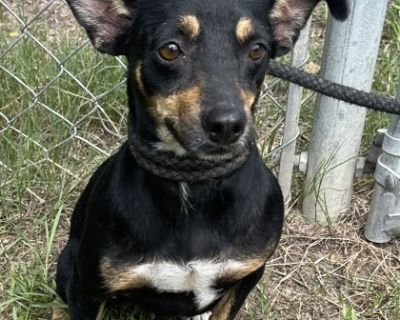 Cricket - Chihuahua Mix Female Dog for Adoption