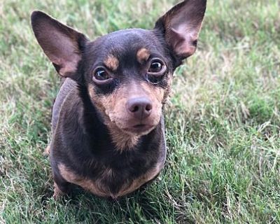 Roo - Chihuahua Male Dog for Adoption