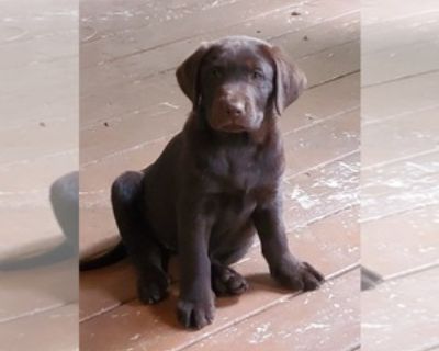 Grizzly best sale peak labradors