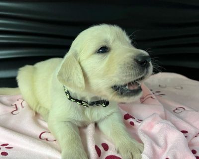 2 Male and 7 Female Golden Retriever Puppies for Sale