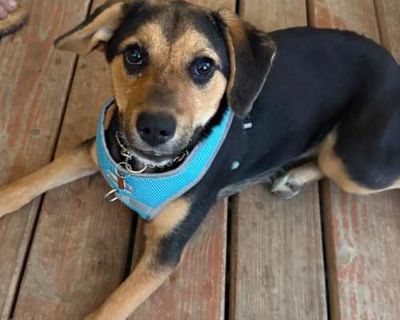 Buttons - Mixed Breed (Medium)/Beagle Mix Female Dog for Adoption
