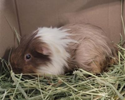 NEAPOLITAN - Guinea Pig Male for Adoption