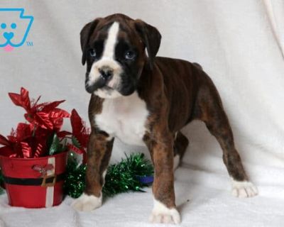DOB:10-01-2025 (6 weeks old). Available:11-26-2025. This sweet, social Boxer who loves nothing more than being part of the family fun is Scooby. He has a playful energy that makes him a natural companion for kids. Scooby is AKC registered, vet checked, vaccinated, wormed, plus the breeder provides a 1 year genetic health guarantee. His parents are Destiny & Jack. With his charming personality a...