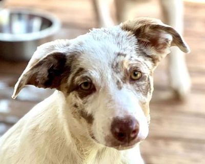 Clair - German Shepherd Dog/Australian Shepherd Mix Female Puppy for Adoption