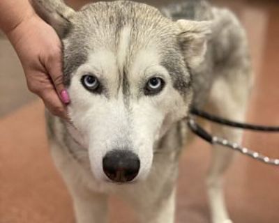 Moose - Siberian Husky Female Dog for Adoption