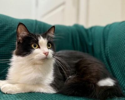 Robin Rosie - Domestic Long Hair & Tuxedo Mix Female Cat for Adoption