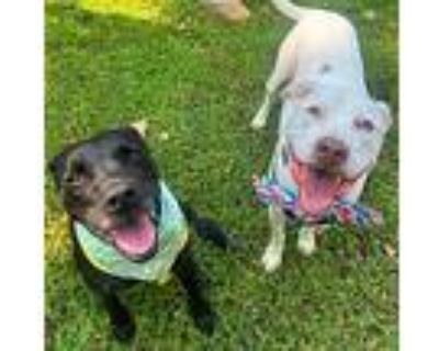 Louie, Labrador Retriever For Adoption In Decatur, Georgia