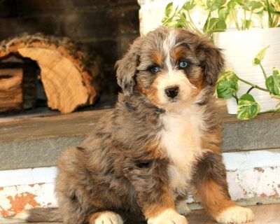 Come and meet Wonder, an expressive and beautiful Mini Bernedoodle puppy! This friendly girl is socialized and ready to be adored by her forever family! Wonder has been seen by a vet and is up to date on shots and de-wormer. She also comes home with a 30 day health guarantee and an extended genetic health guarantee, both provided by the breeder.. Gender: Female Sire: Simba (Mini Poodle-18lbs) D...
