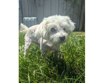 Betty - Lhasa Apso/Mixed Breed (Medium) Mix Female Dog for Adoption