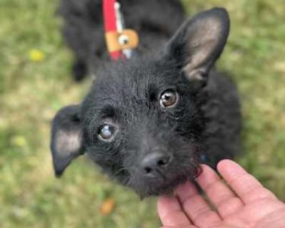 Dina - Terrier (Unknown Type, Small)/Poodle (Standard) Mix Female Dog for Adoption