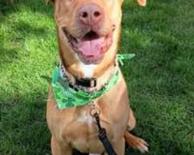 Seven - German Shepherd Dog/Golden Retriever Mix Male Dog for Adoption