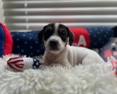 Birdie - Rat Terrier Female Puppy for Adoption