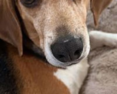 Bagel - Beagle Male Dog for Adoption