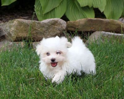 Trixie - Maltese Puppy For Sale in Pennsylvania