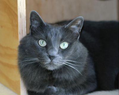 Domestic Long Hair Spayed/Neutered Housebroken Vaccinations up to date IZZY - ID#A055953 Hi, my name is Izzy. I am a spayed female, gray Domestic Longhair. The shelter staff think I am about 7 years old. This pretty kitty is Izzy, a 7-year-old domestic long hair looking for a fresh start. An affectionate cat with fur like satin, Izzy loves to be petted and brushed. Her favorite place is often s...