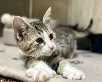 Tink - Domestic Short Hair Female Cat for Adoption