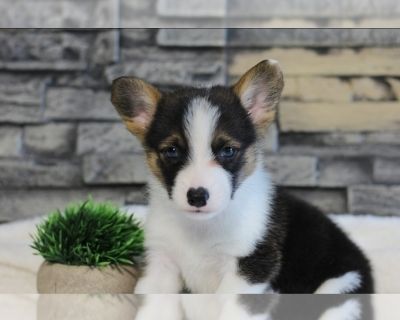 Litter of 7 - Pembroke Welsh Corgi Male Puppy for Adoption