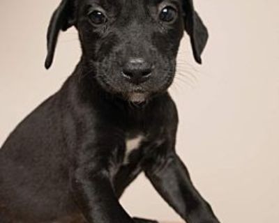 Dolores - Mixed Breed (Medium) Female Puppy for Adoption