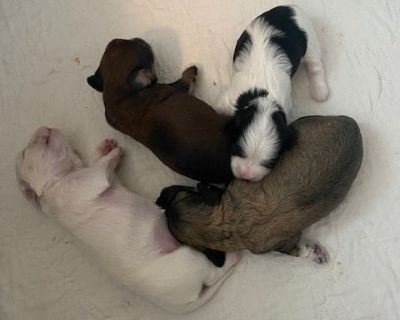 2 Male and 2 Female Havanese Puppies for Sale