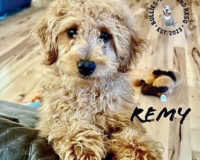 Remy - Goldendoodle Female Puppy for Adoption