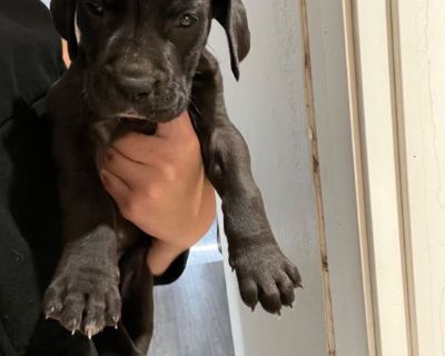 Two Male Great Dane puppies