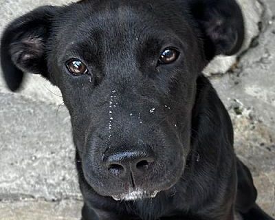 Sweet Jane - Shar Pei/Labrador Retriever Mix Female Dog for Adoption