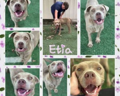 Etia - American Pit Bull Terrier/Mixed Breed (Medium) Mix Female Dog for Adoption