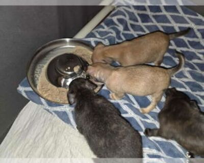 Baby * Location Arlington, WA, 98223 USA USA *. Dog Breed: Pug / Pomeranian / Mixed (short coat). **Blitzy** Is a young Pug-Pomeranian mix male puppy who will be ready to go home the last week of November. Blitzy and his siblings were found left in a crate in a local park near the rescue by 2 parkgoers, who brought them to us. Blitzy is a very sweet, loving, playful puppy. He is seeking a home ...