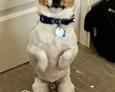 Toby - Pekingese/Rat Terrier Mix Male Dog for Adoption