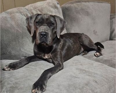 Meet Halo! This angel has had a rough start to life, but we will not let that be her whole story! She came to us very skinny and very scared. She is a total gentle giant that loves to cuddle and has gained so much confidence while in foster. She is working hard on kennel training, though it is not her favorite, and she is learning basic manners. We believe that Halo would thrive with a family, ...