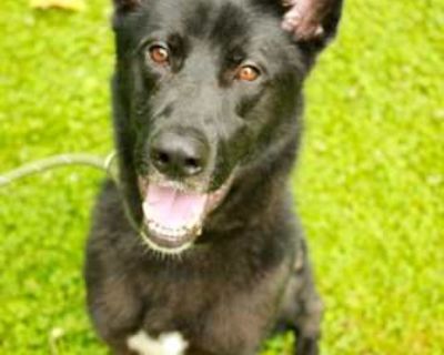 Felix - German Shepherd Dog/Siberian Husky Mix Male Dog for Adoption