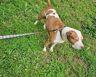 Zilla - Pitsky Female Dog for Adoption