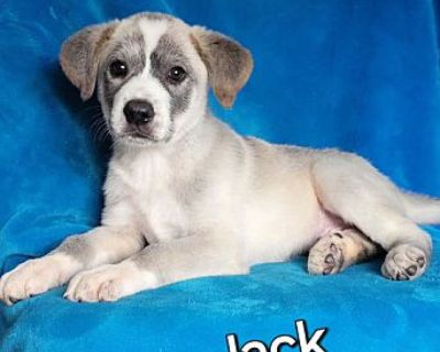 Jack - Labrador Retriever Male Puppy for Adoption