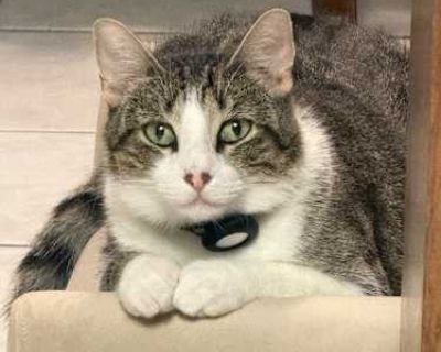 I found this cat in June, had collar but never located original owner. Haven't had any luck with any other posts, sanctuaries or shelters. I have gotten the cat vaccinated and groomed. Looking to find it a new home as I will be moving into student housing soon. 3 year old female according to the vet. Happy to provide food, carrier and bed I've been using. Located in Carrollton. Extremely friend...