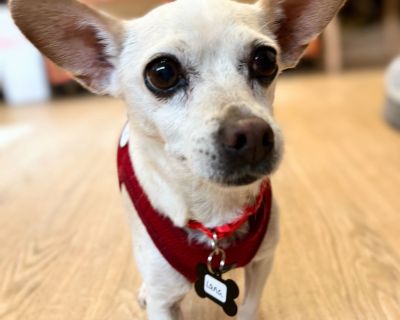 Lana 13485 - Chihuahua Female Dog for Adoption