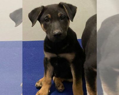 Jaguar - German Shepherd Dog Mix Male Puppy for Adoption