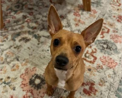 Brick - Male Puppy Chihuahua mix for Adoption