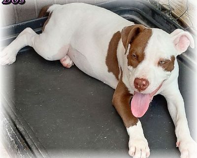 DOS - American Staffordshire Terrier & Pointer Mix Female Puppy for Adoption