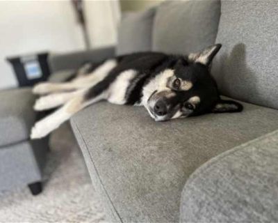 JASON (COURTESY POST) - Australian Shepherd/Husky Mix Male Dog for Adoption