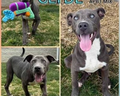 Clyde - American Pit Bull Terrier Male Puppy for Adoption